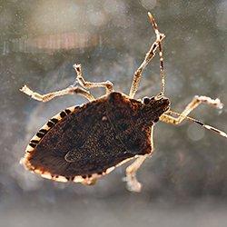 a stink bug crawling on a window