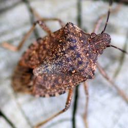 a stink bug crawling along the table top of a hartford conneticut home