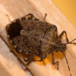 a stink bug infestation inside of a hartford connecticut home during late fall early winter