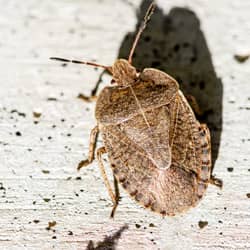 stink bug on side of home