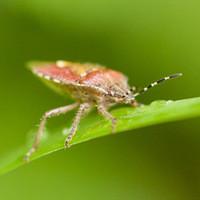 a stink bug crawling on a leaf