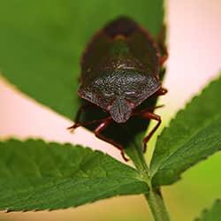 stink bug on a leaf