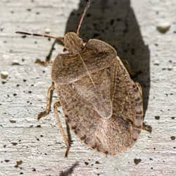 stink bug on foundation of springfield home