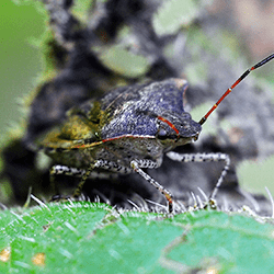 stink bug near sprngfield home