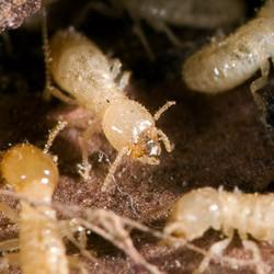 subterranean termites