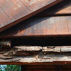 termite damage on the exterior of a home