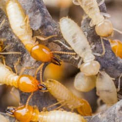 termite infested wood