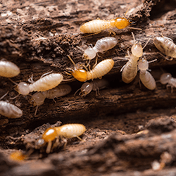 termites found in ground near springfield home