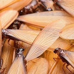 a colony of termite swarmers lying on the ground