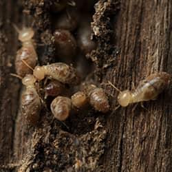 termites on wood