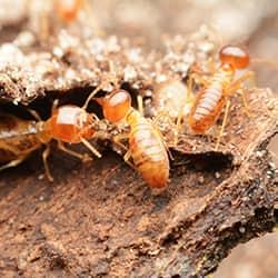 a swarm of termites chewing tunnels through a wooden structure on a hartford property