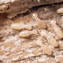 termites up close