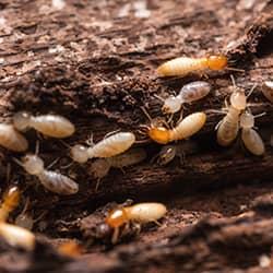 a large swarm of termites damaging a new england home