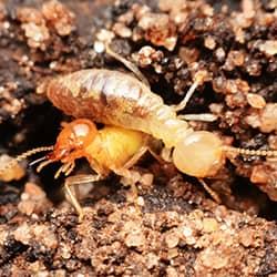 termites on gravel