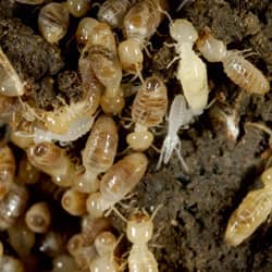 termites found in springfield