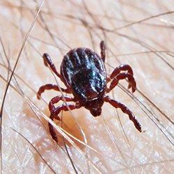 tick biting skin