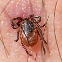 Tick Biting