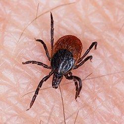 a deer tick crawling on skin