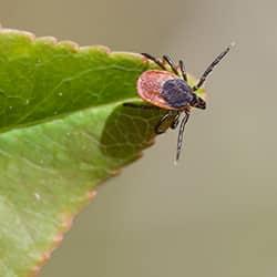 a deer tick on the tip of a green leaf ready to punch on the next warm blooded host that strolls by