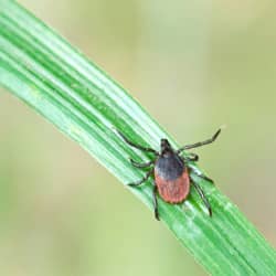 tick up close on grass