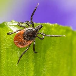 tick waiting on piece of grass