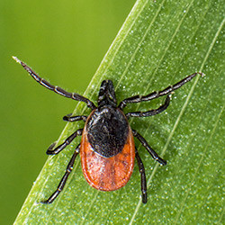 tick on blade of grass