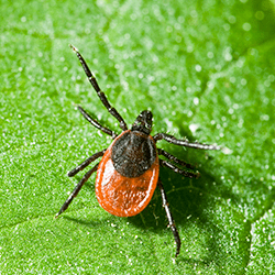 tick on leaf