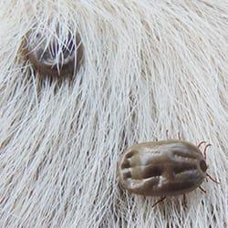 a cluster of disease carrying ticks on a long haired hartford connecticut pet