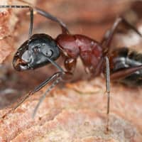 Carpenter ant Hartford CT