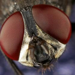 image of a cluster fly up close