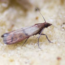 image of an indian meal moth