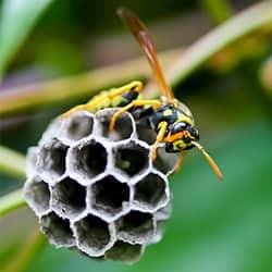 wasp on small nest