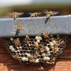 a wasps nest on the edge of a home