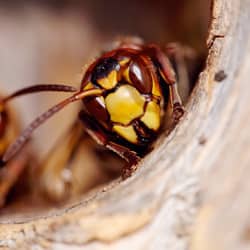 wasp nest up close