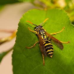 wasp on leaf