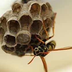 a swarming wasp nesting on its hive on a new england property