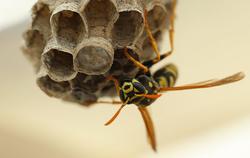 wasp tending nest