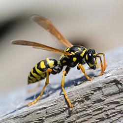 wings are flapping as a large wasp lands on a wooden structure and starts chewing away on the surface