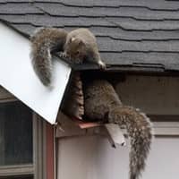 squirrels getting into attic space