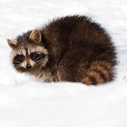 raccoon in the snow