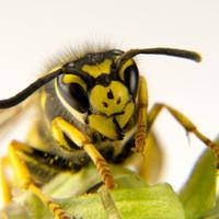 a yellow jacket on a leaf