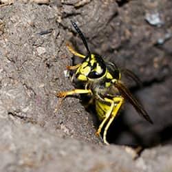 yellow jacket wasp