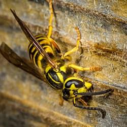 a yellowjacket crawling down the siding of a hartford tool shed in the late summer season