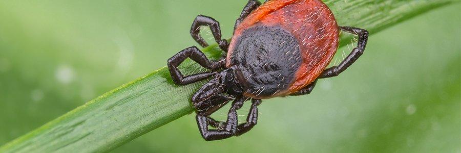 Ticks & Lyme Disease: What Everyone In Massachusetts Ought To Know