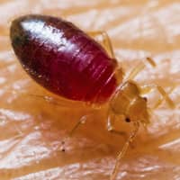 how to identify bed bugs
