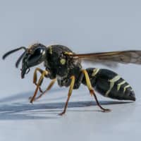 large black wasp