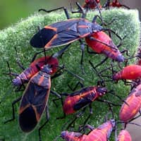 box elder bugs found in springfield