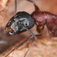 identifying carpenter ants
