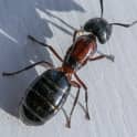 large red and black carpenter ant