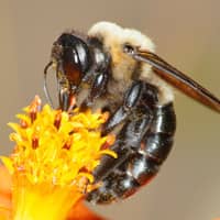 yellow and black carpenter bee